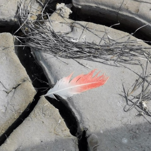 Doula della Morte - Accompagnamento nella fine della vita